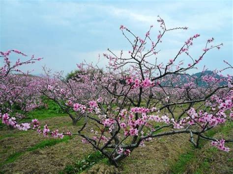 牆外桃花|你八字裡有無「桃花」，是「牆內桃花」還是「牆外桃花」？